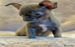 Chihuahua perros en venta: Chihuahua Blue sólido Toy  - Anuncio 5