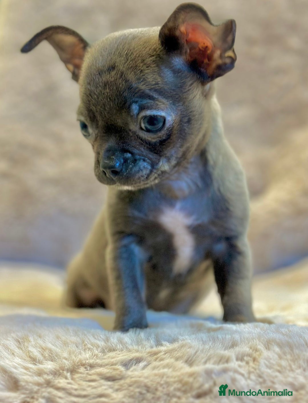 Chihuahua perros en venta: Chihuahua Blue sólido Toy  - Anuncio 5