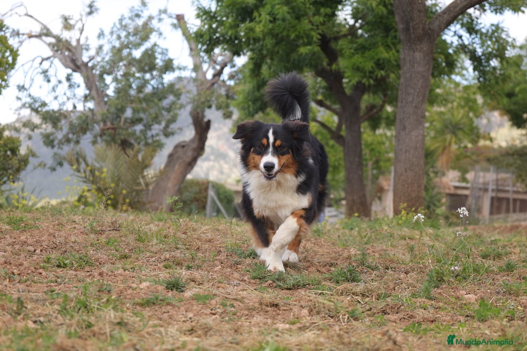 Auri