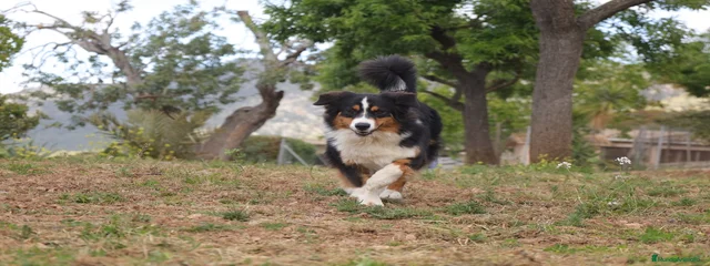 Auri