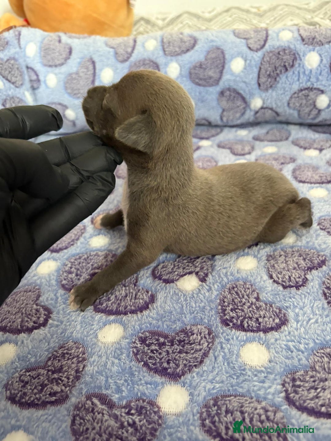 Raza Mixta perros en venta: CHIWHIP - Imagen 16