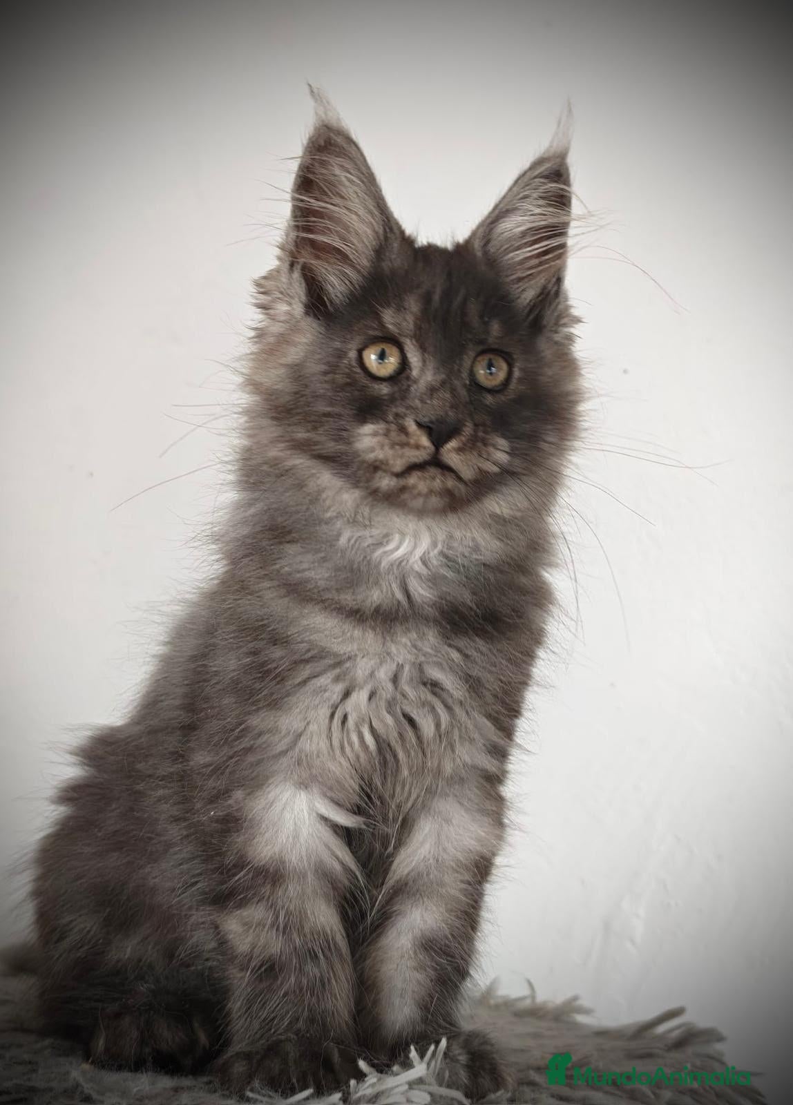 Maine Coon gatos Hembra de Maine coon - Anuncio 2