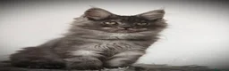 Maine Coon gatos en venta: Hembra de Maine coon - Anuncio 1