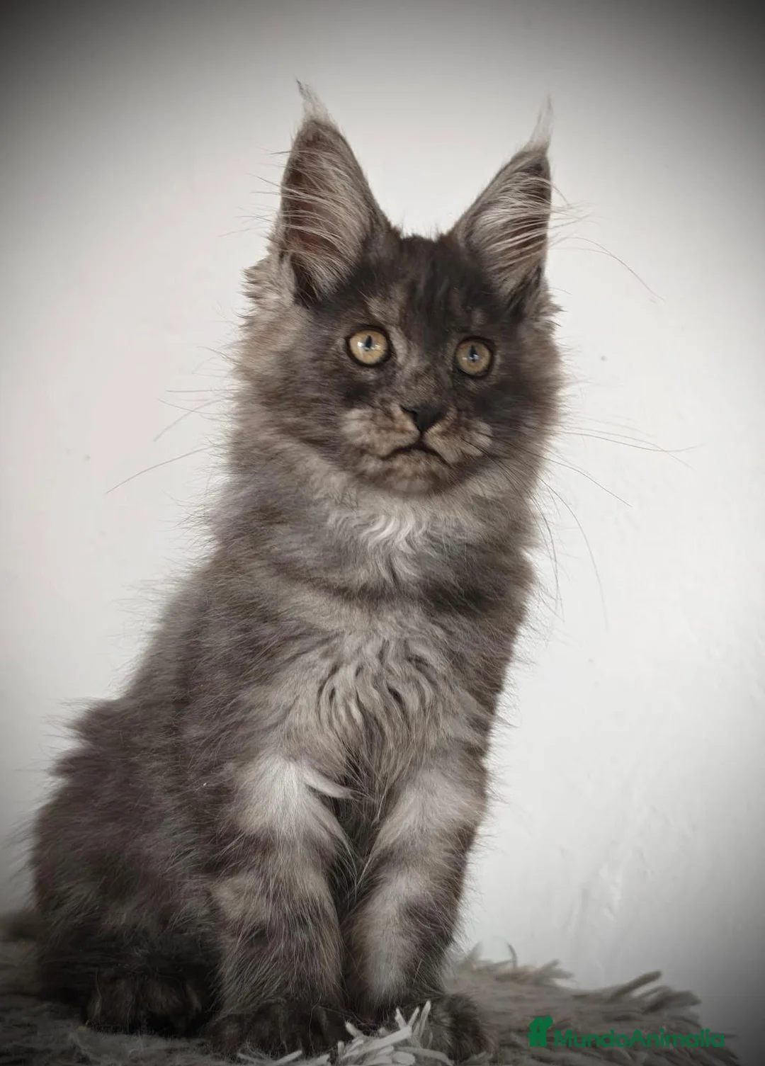 Maine Coon gatos en venta: Hembra de Maine coon - Anuncio 1