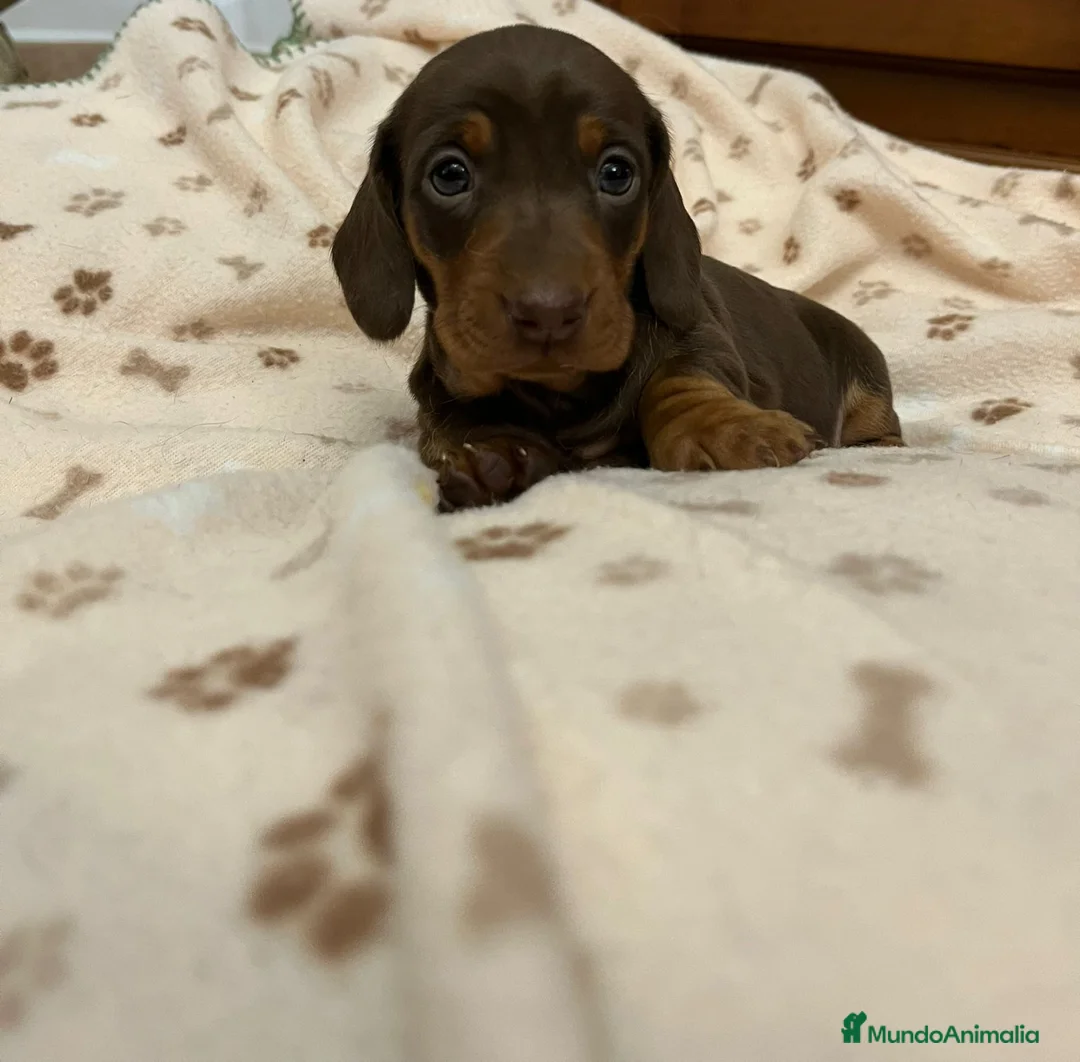 Teckel Miniatura perros en venta: Teckel Mini - Anuncio 4