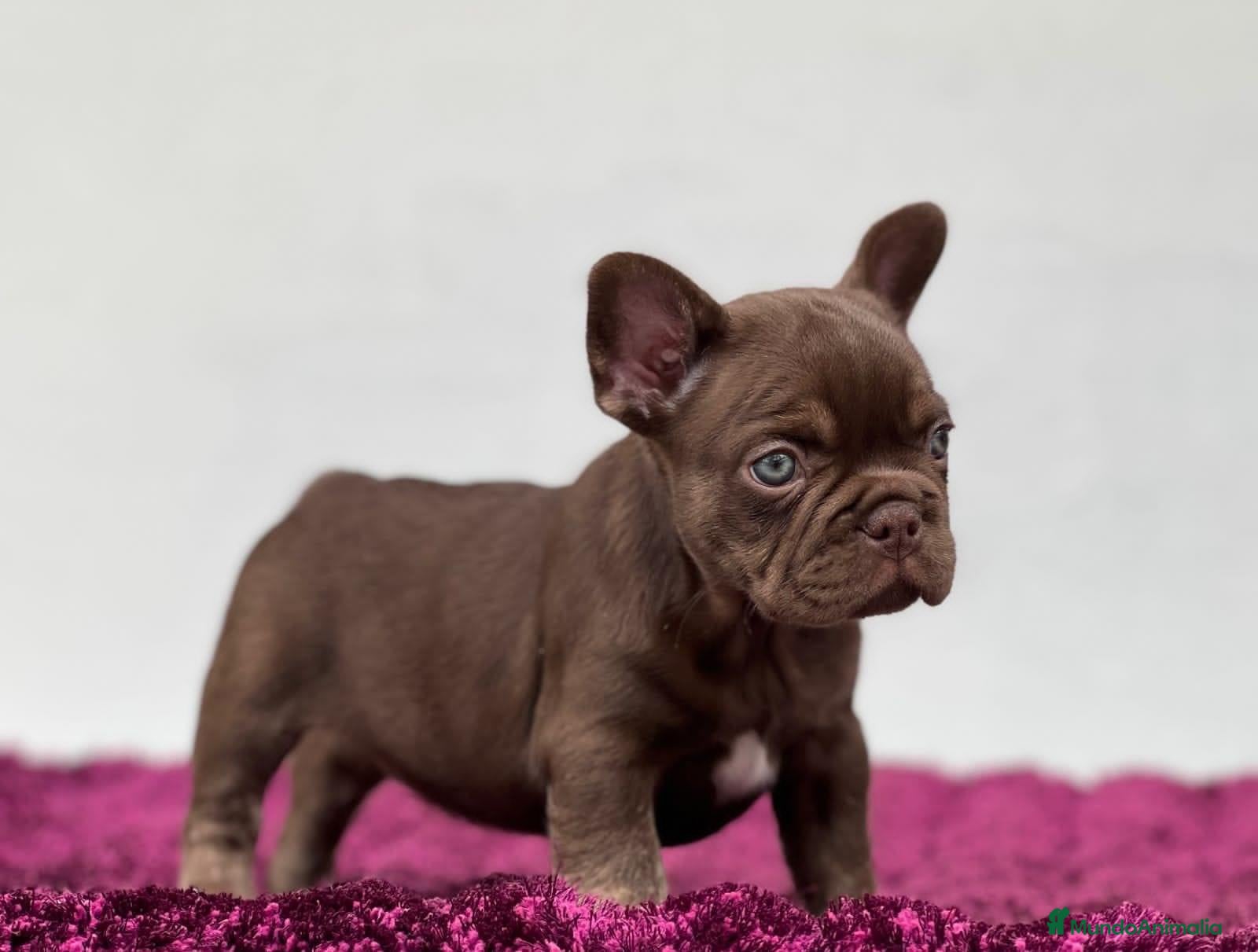 Bulldog Francés perros BULLDOG FRANCÉS CACHORROS /// CRIADOS CON AMOR  - Anuncio 15