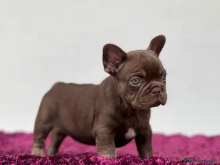 Bulldog Francés perros BULLDOG FRANCÉS CACHORROS /// CRIADOS CON AMOR - Anuncio 31