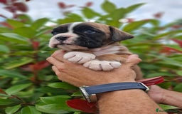 Boxer perros en venta: BOXER HEMBRA DORADA - Imagen 3