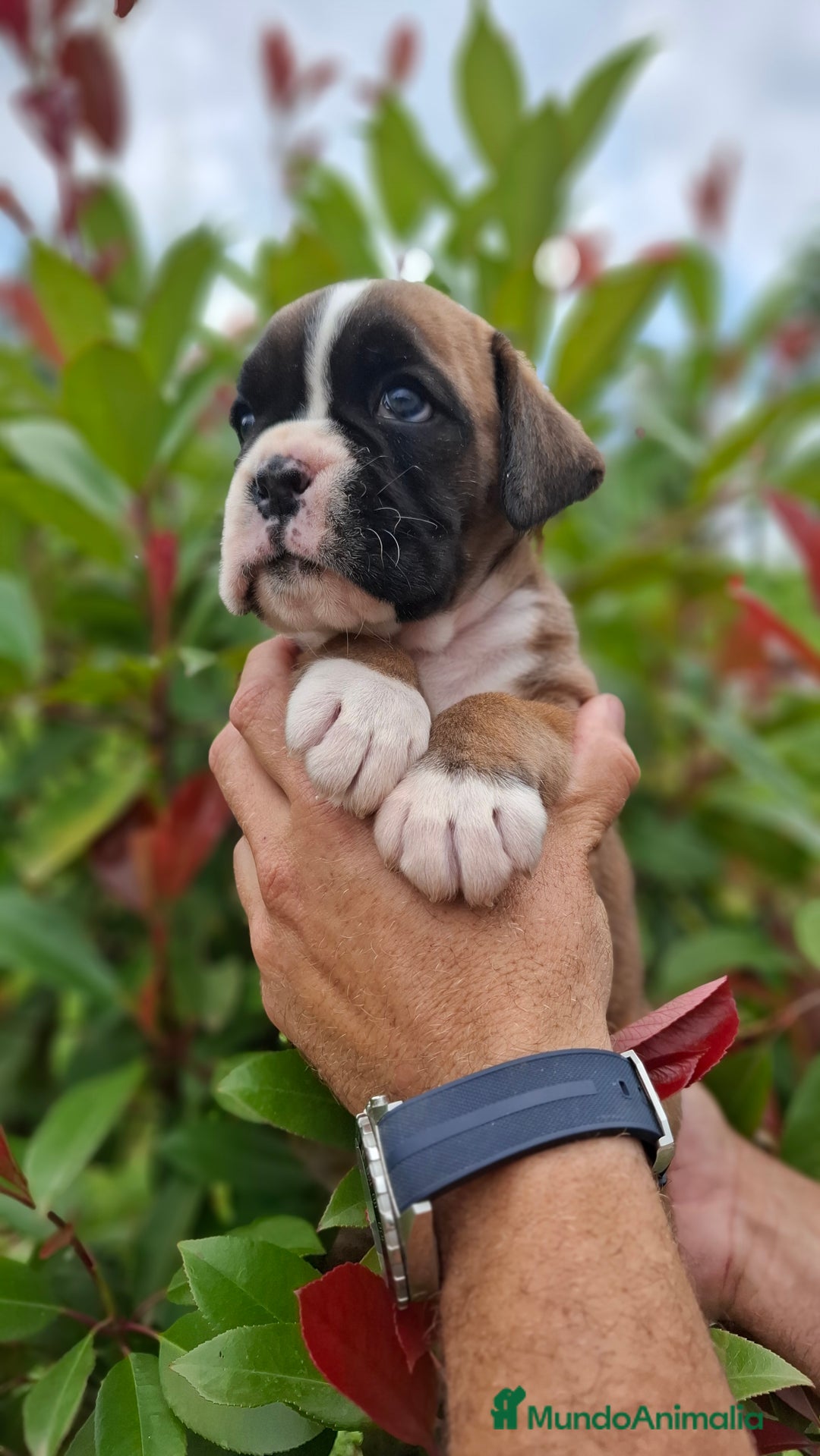 Boxer perros en venta: BOXER HEMBRA DORADA - Imagen 3