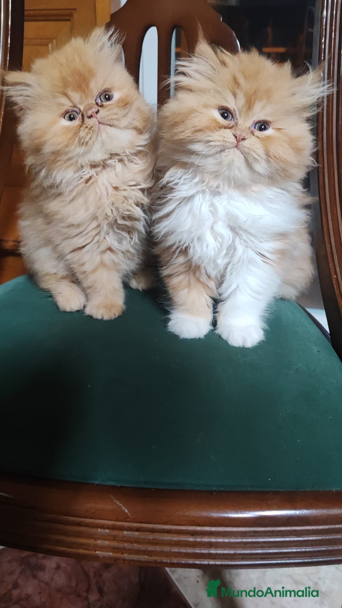 Persa gatos Gatitos persas americanos - Anuncio 2