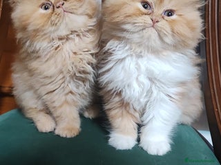 Persa gatos Gatitos persas americanos - Anuncio 1