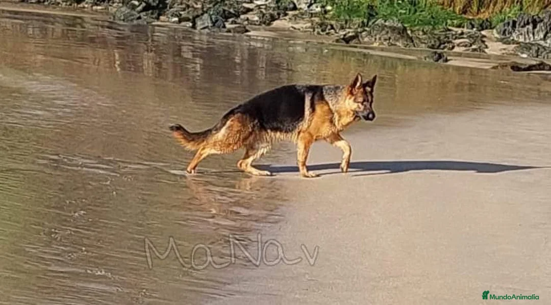Pastor Alemán perros en venta: Pastores alemanes en Asturias - Anuncio 2