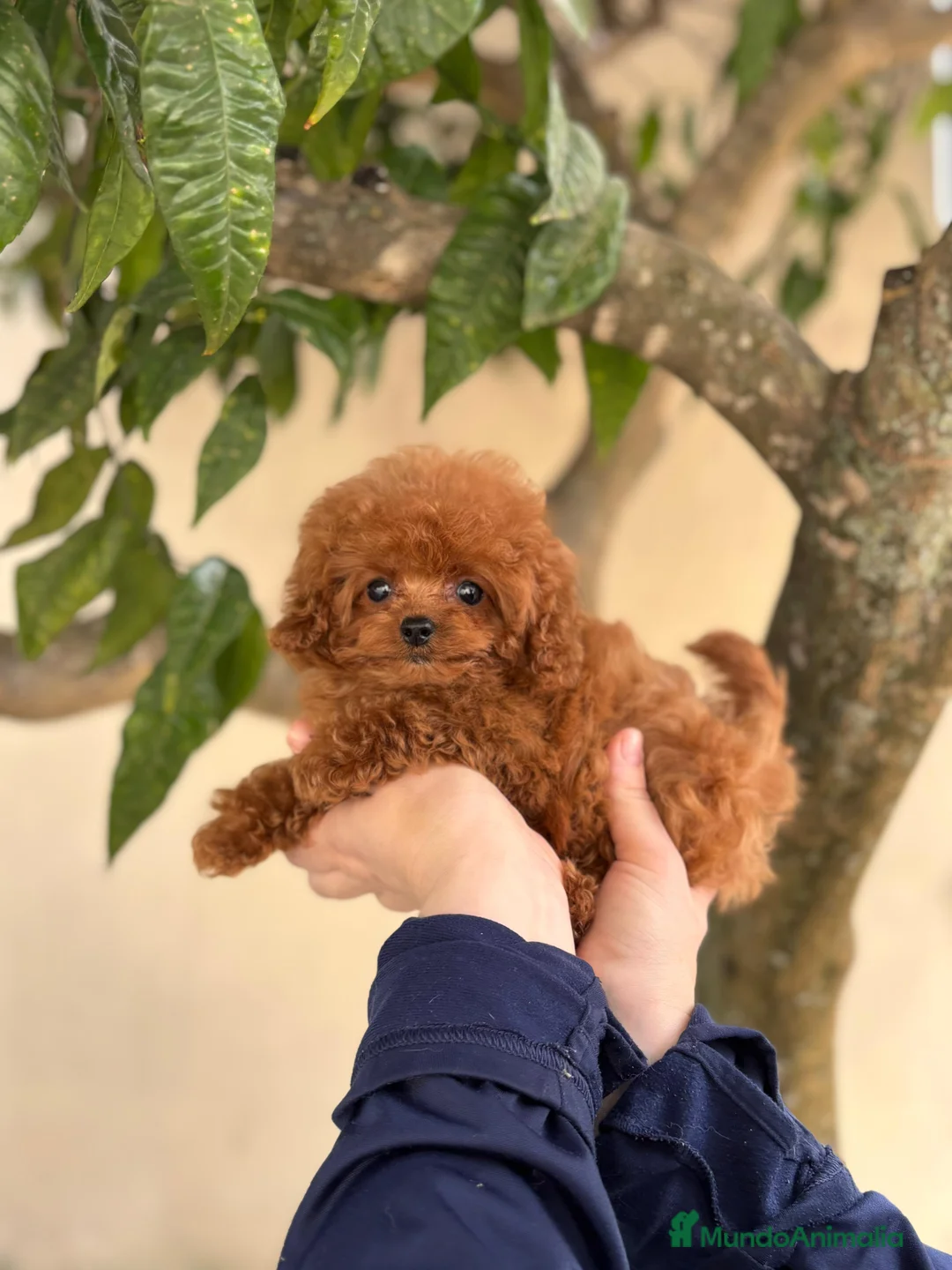 Caniche Toy perros en venta: Caniche tea cup  - Anuncio 1