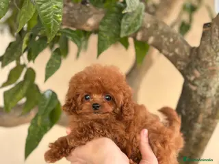 Caniche Toy perros Caniche tea cup - Anuncio 5