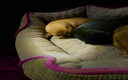 Shiba Inu perros en venta: Cachorros Shiba Inu!  - Imagen 4