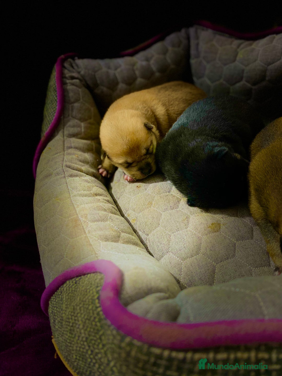 Shiba Inu perros en venta: Cachorros Shiba Inu!  - Imagen 4