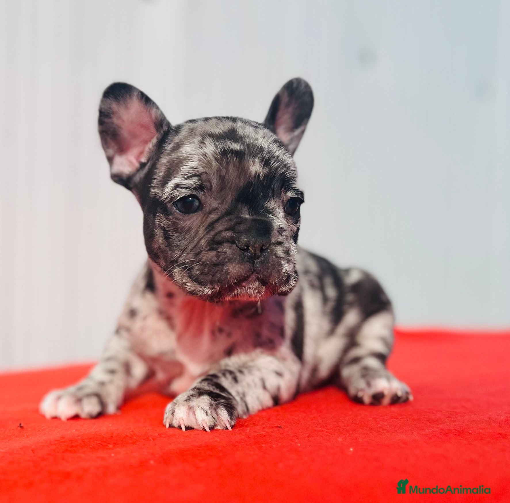 Bulldog Francés perros Bulldog francés macho Merle blue - Anuncio 1