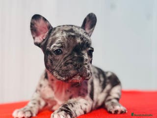 Bulldog Francés perros Bulldog francés macho Merle blue - Anuncio 1