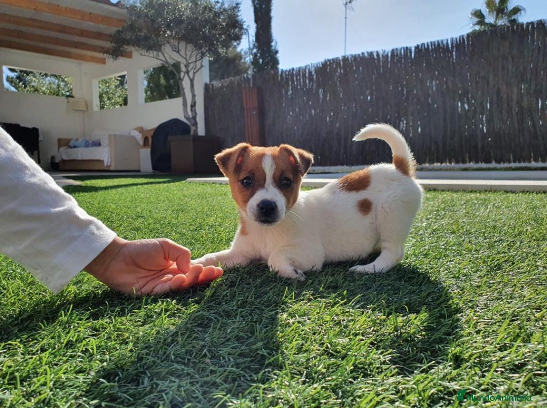Jack Russell Terrier perros en venta: Jack russell terrier - Imagen 2