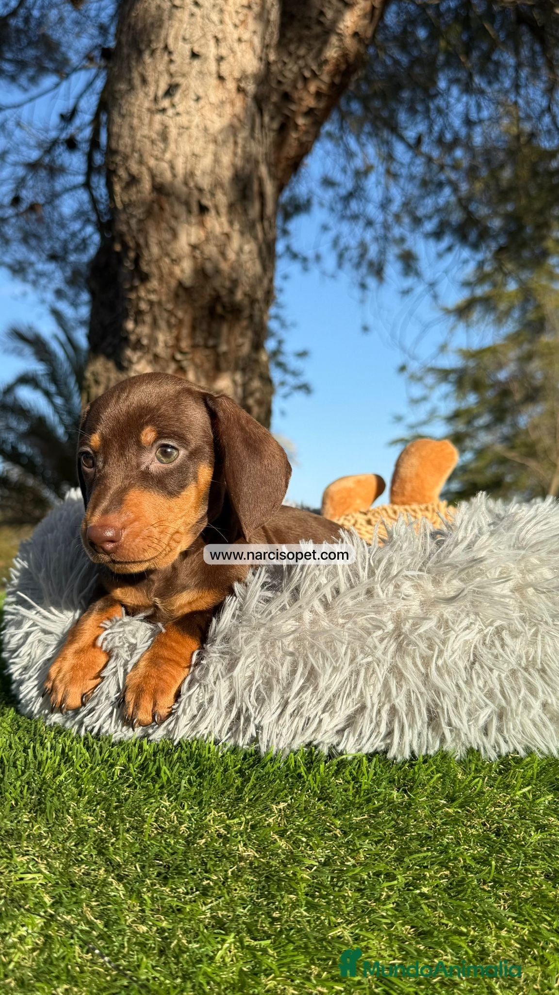 Teckel Miniatura perros CACHORRITO TECKEL - Anuncio 2