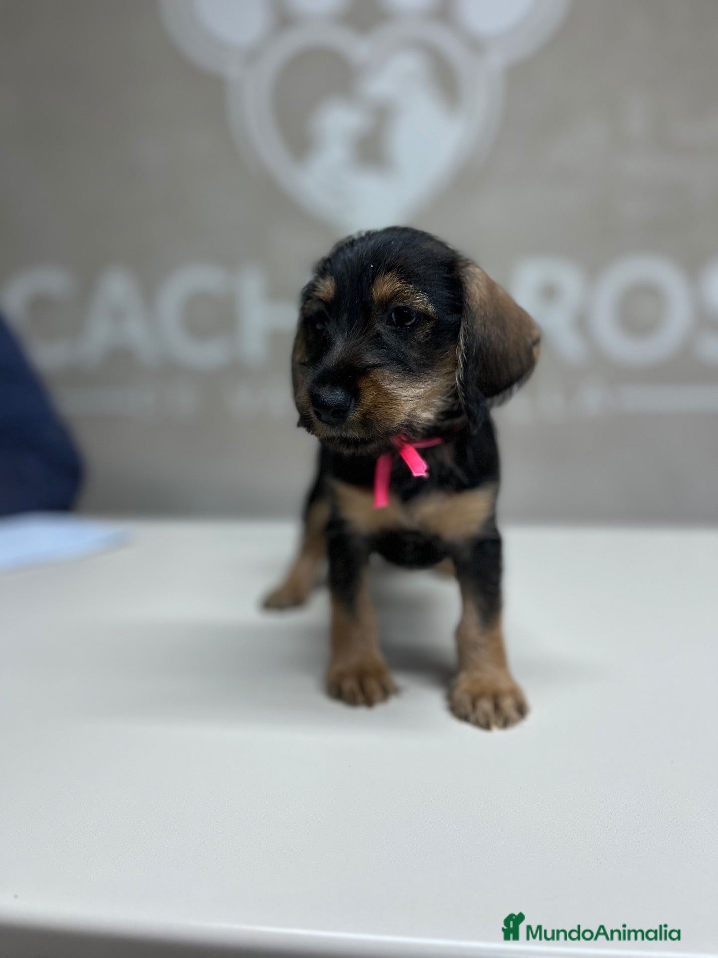 Raza Mixta perros Cachorritos  - Anuncio 1
