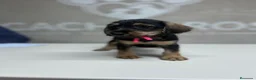 Raza Mixta perros en venta: Cachorritos  - Anuncio 1