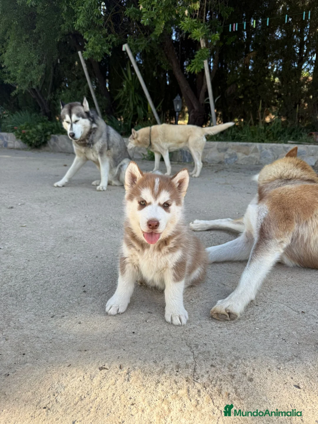 Husky Siberiano perros en venta: Husky siberiano  - Anuncio 6