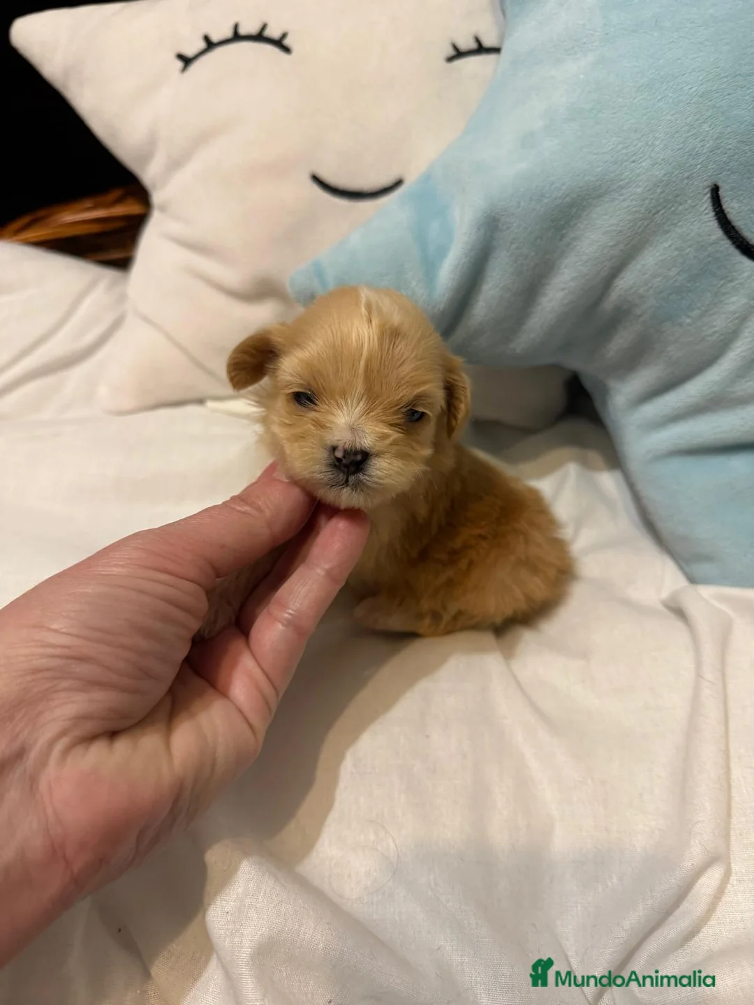 Maltipoo perros en venta: Maltipoo Toy hembra y macho !! - Anuncio 2