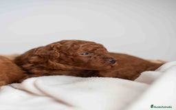 Caniche Toy perros en venta: Caniche toy rojos machos - Imagen 4