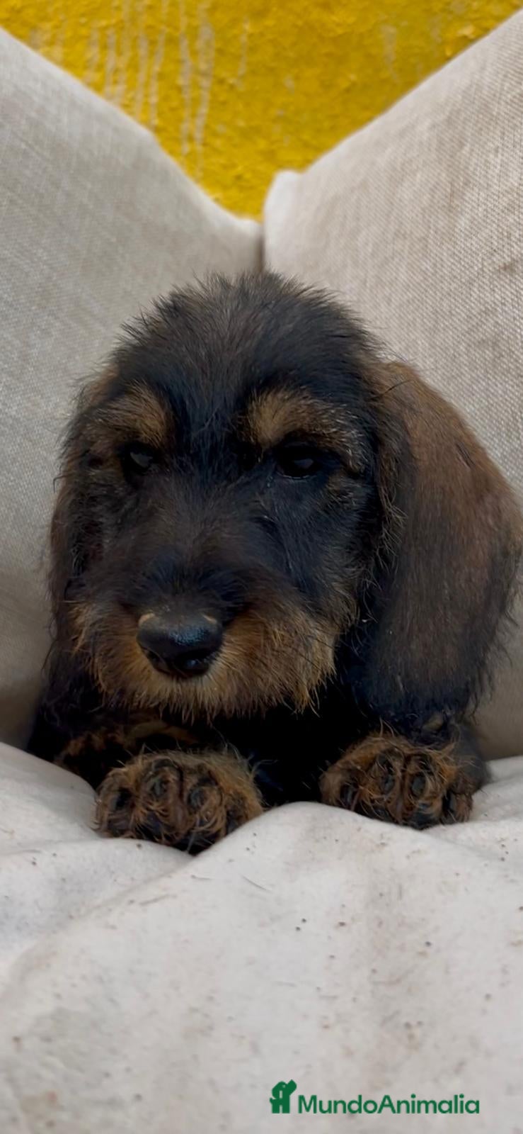 Teckel Miniatura perros Teckel pelo duro - Anuncio 3