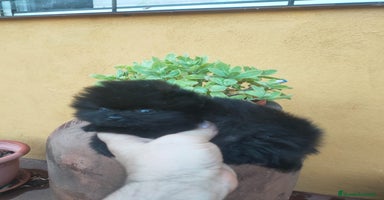 Pomerania perros - Anuncio 3