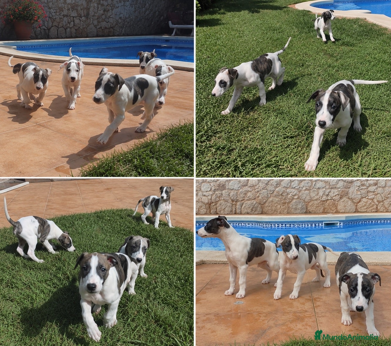 Whippet perros CACHORROS WHIPPET  - Anuncio 1