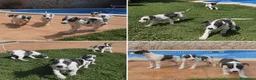 Whippet perros en venta: CACHORROS WHIPPET  - Anuncio 1