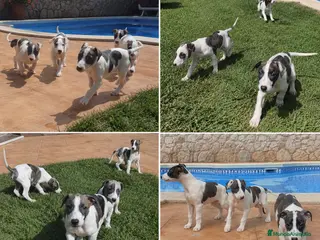 Whippet perros CACHORROS WHIPPET - Anuncio 2