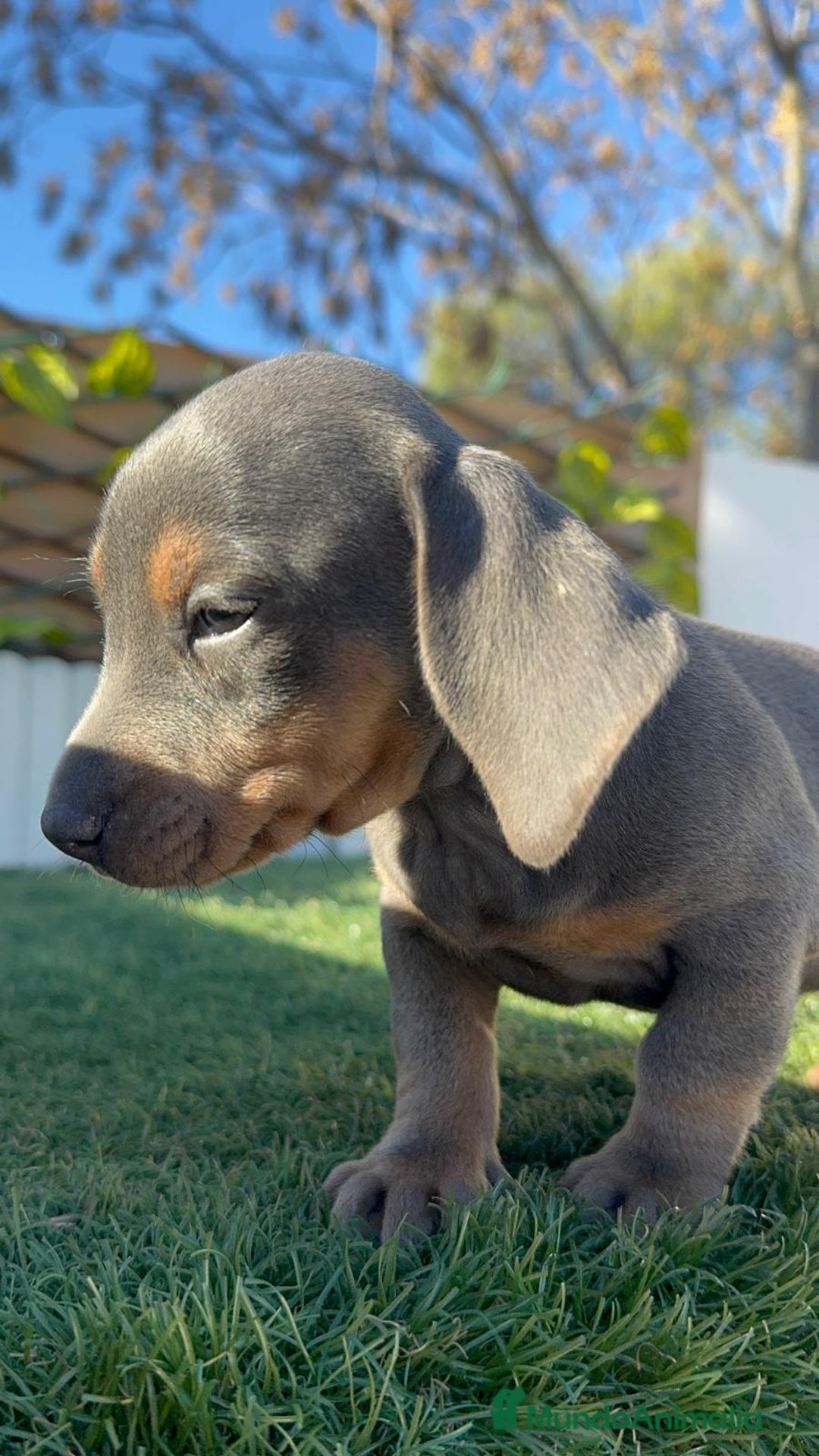 Teckel Miniatura perros en venta: TECKEL MINIATURA BLUE AND TAN - Anuncio 10