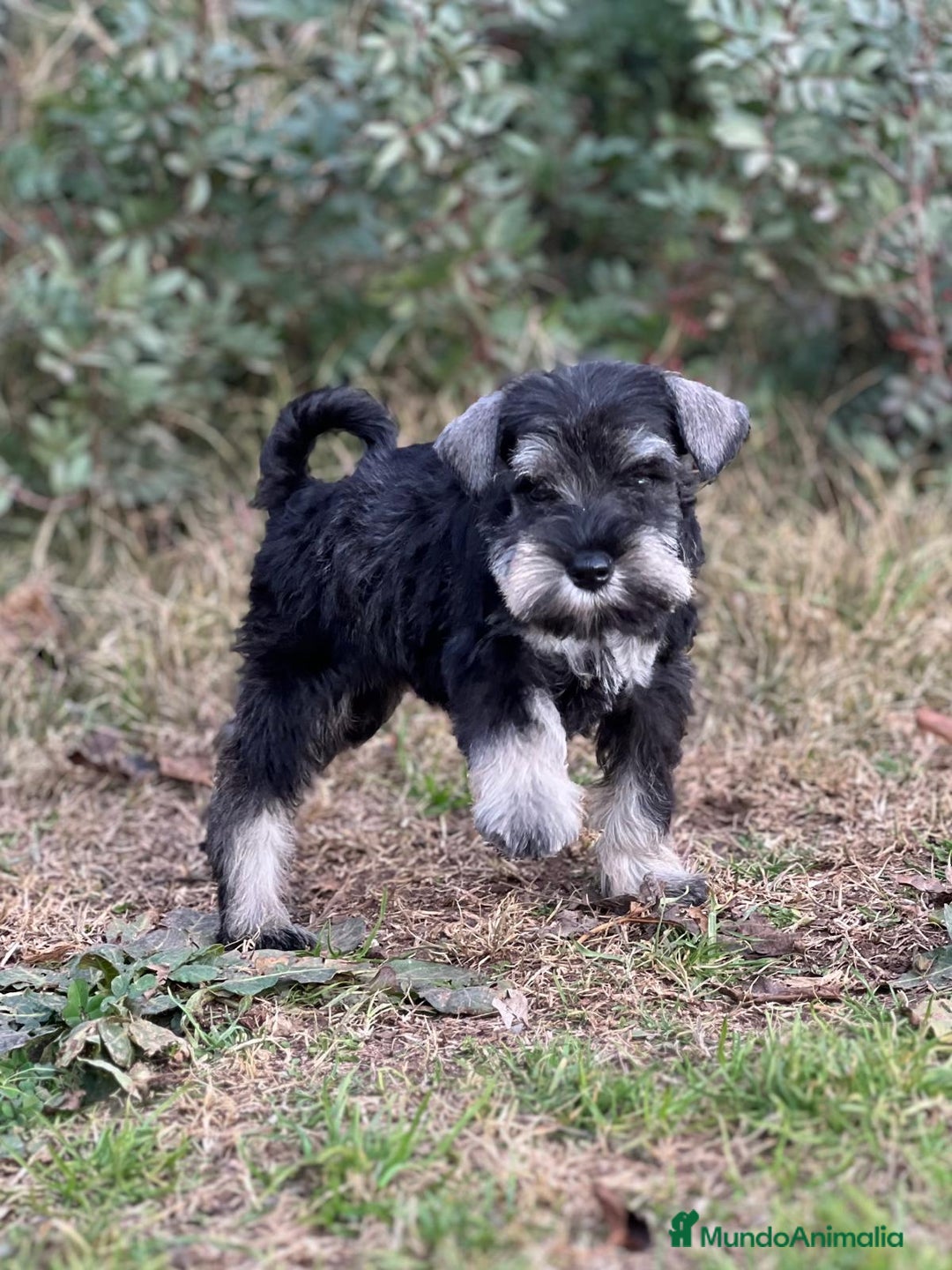 Schnauzer Miniatura perros en venta: SCHNAUZER MINIATURA HEMBRA DISPONIBLE en Barcelona - Imagen 2