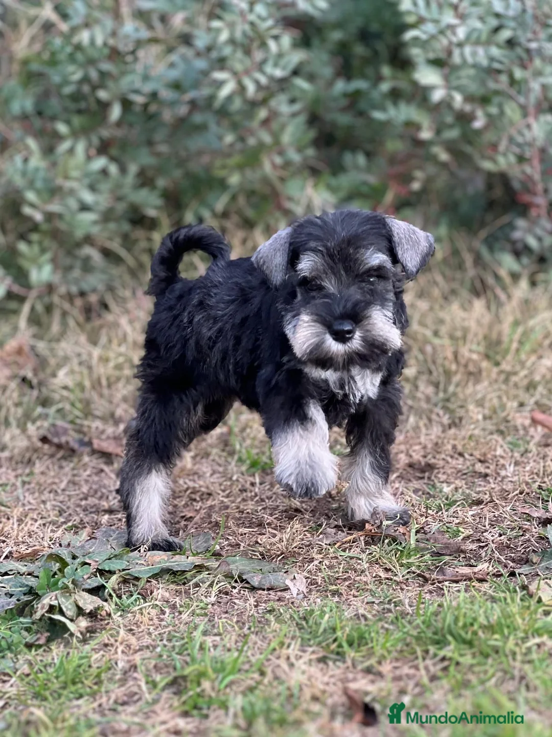 Schnauzer Miniatura perros en venta: SCHNAUZER MINIATURA HEMBRA DISPONIBLE en Barcelona - Anuncio 2