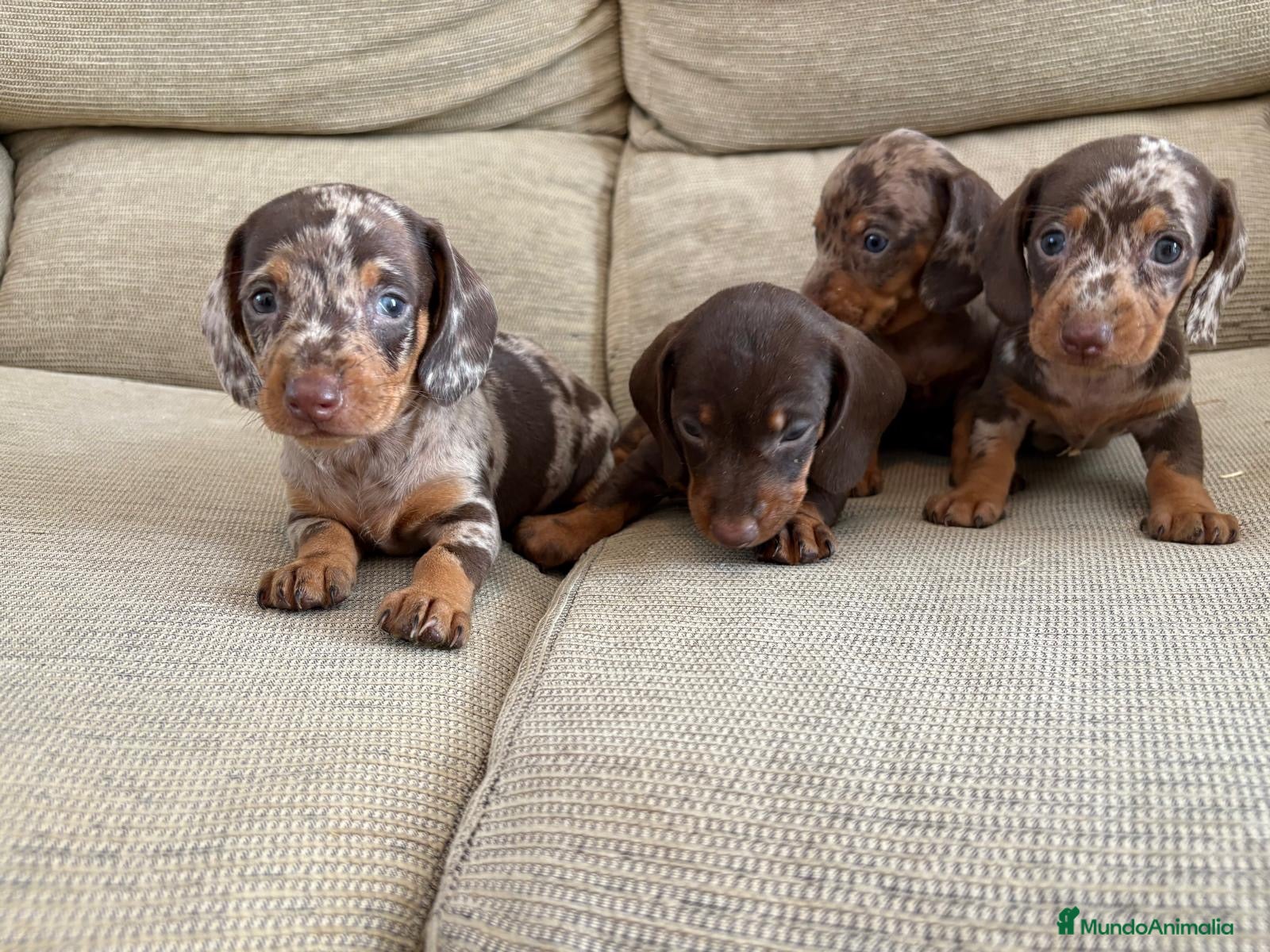 Teckel perros Cachorros de Teckel Kaninchen Arlequines Chocolate - Anuncio 1