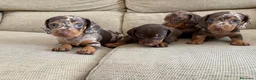 Teckel perros en venta: Cachorros de Teckel Kaninchen Arlequines Chocolate - Anuncio 1