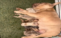 Bulldog Francés perros en venta: Bulldog francés exóticos  - Imagen 1