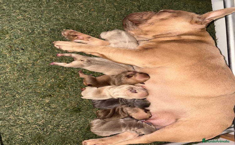 Bulldog Francés perros - Anuncio 3