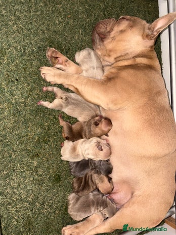 Bulldog Francés perros - Anuncio 1