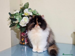 Exótico de Pelo Largo gatos - Anuncio 9