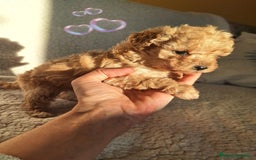 Caniche Enano perros en venta: Cachorros de Caniche Enano - Imagen 2