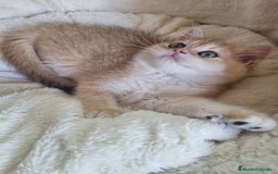 Británico de Pelo Corto gatos en venta: British Golden Chinchilla - Imagen 8