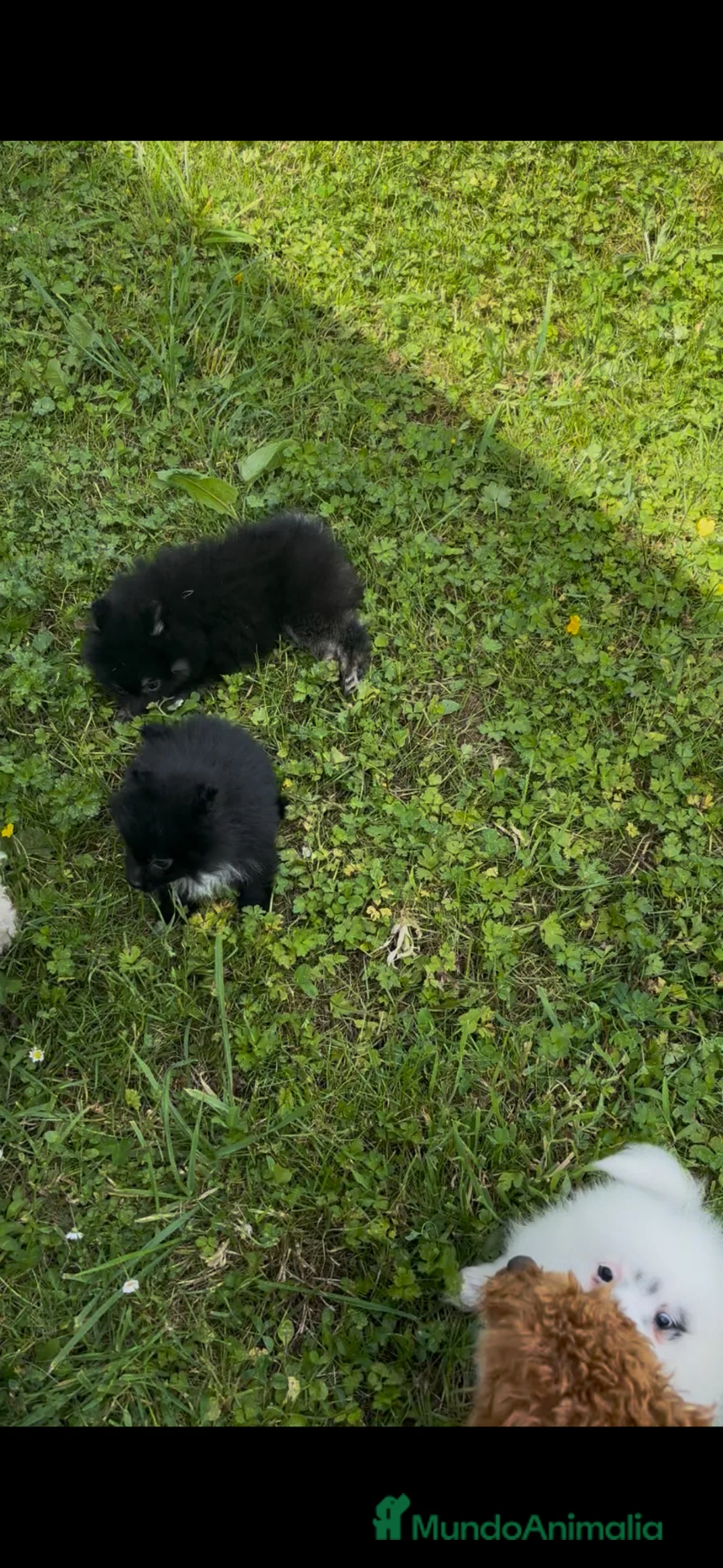 Pomerania perros en venta: pomerania  - Anuncio 3