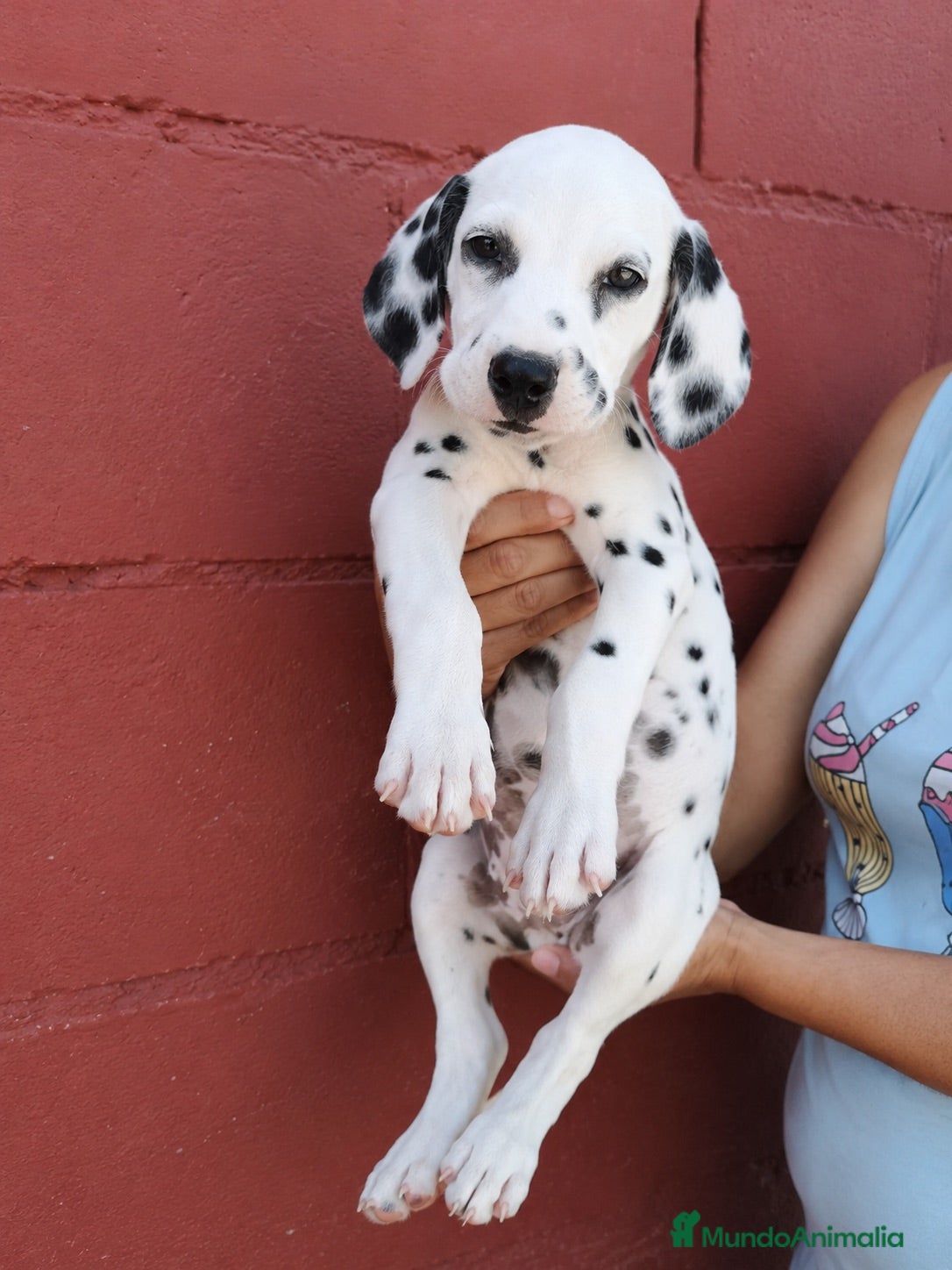 Dálmata perros Último dalmata disponible  - Anuncio 2