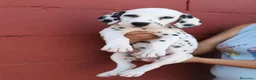Dálmata perros en venta: Último dalmata disponible  en Málaga - Anuncio 1