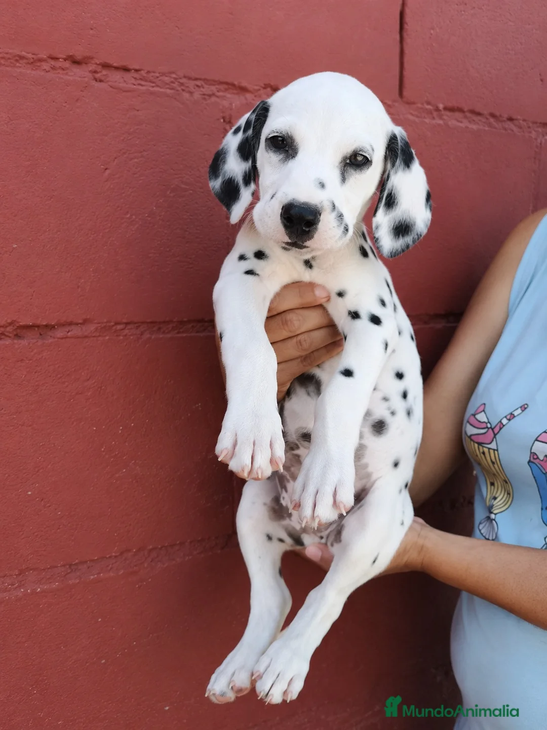 Dálmata perros en venta: Último dalmata disponible  en Málaga - Anuncio 1