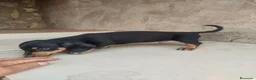 Teckel perros en venta: Machito teckel negro y fuego  - Anuncio 3